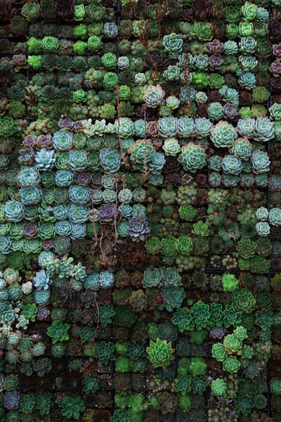 Flower bed top view
